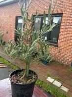 Olijfboom, heel gezond, Tuin en Terras, Planten | Bomen, Ophalen, Olijfboom