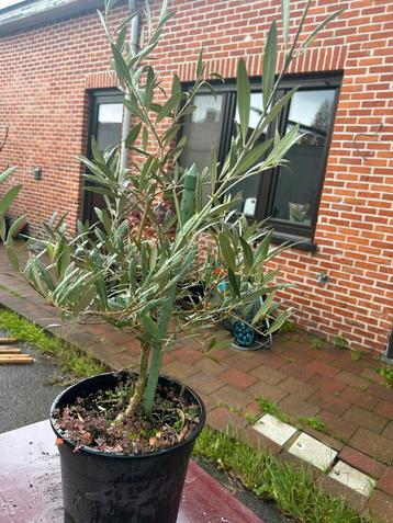 Olijfboom, heel gezond beschikbaar voor biedingen