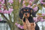 Cavalier King Charles spaniel pups alle kleuren🌸🐾, CDV (hondenziekte), Meerdere, 8 tot 15 weken, Meerdere dieren