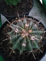 horida cactus, Ophalen, Cactus
