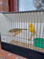 Kanaries, Dieren en Toebehoren, Vogels | Kanaries