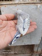grasparkieten: net zelfstandig, ideaal om tam te maken, Dieren en Toebehoren, Vogels | Parkieten en Papegaaien, Parkiet, Tam
