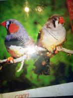 Mandarin, Dieren en Toebehoren, Ophalen