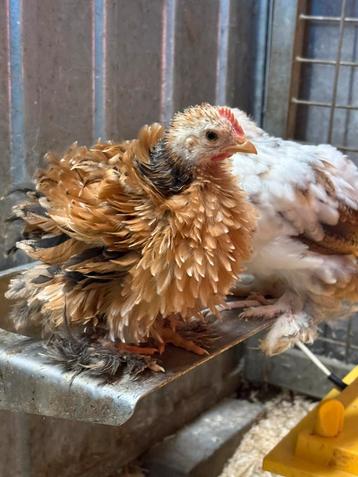 Haantjes beschikbaar voor biedingen