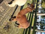 Alpaca hengst dekrijp, Dieren en Toebehoren, Overige Dieren, Augustus, Mannelijk