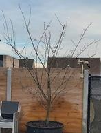 6 jarige pruimelaar 'Reine Claude d'Althan', Tuin en Terras, Ophalen, Nieuw, Kunststof, 60 cm of meer