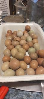 Œufs de Cailles chinoise, Animaux & Accessoires, Volatiles | Accessoires, Enlèvement