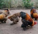 Cochin groothoender blauw en zwart goudpatrijs. Broedeieren., Dieren en Toebehoren