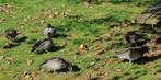 Koppels mannen en losse mannen manenganzen, Dieren en Toebehoren, Pluimvee