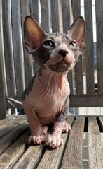 Sphynx man goede stamboom, Dieren en Toebehoren, Kater, Gechipt, 0 tot 2 jaar