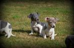 Jack Russell pups blauw lilac, Dieren en Toebehoren, Honden | Jack Russells en Terriërs, België, Jack Russell Terriër, CDV (hondenziekte)