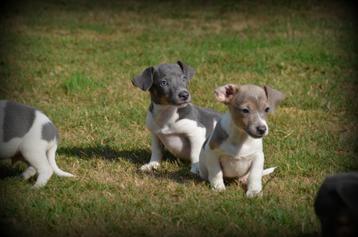 Chiots Jack Russell bleu lilac, Plusieurs, Parvovirose, Jack Russel Terrier, Belgique