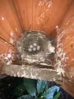 Witte Kwikstaart Poppen, Dieren en Toebehoren, Vogels | Overige Vogels, Meerdere dieren, Wildzangvogel