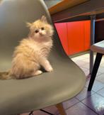 Super schattig Ragdoll katertje, Chat, Vermifugé, 0 à 2 ans
