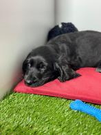 Engelse cocker pup reutje, Dieren en Toebehoren, Honden | Retrievers, Spaniëls en Waterhonden, België, Reu, CDV (hondenziekte)