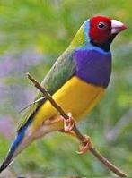 Gouldamandine, Dieren en Toebehoren, Mannelijk, Tropenvogel, Geringd