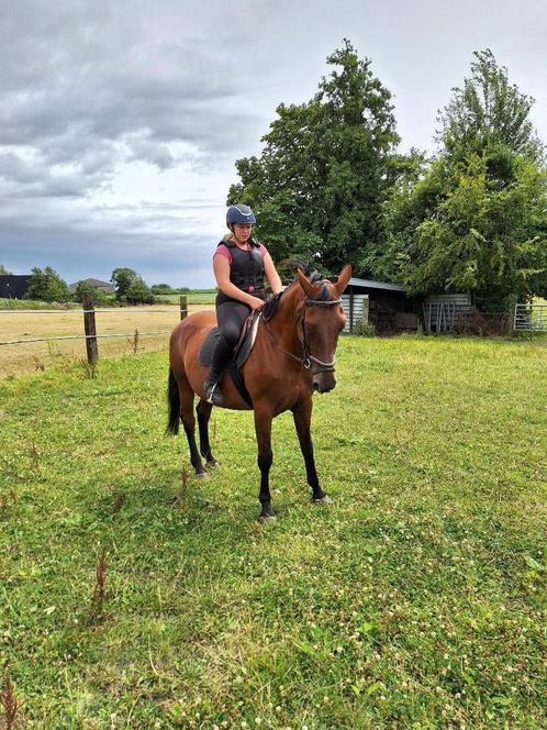 Pension voor paarden of pony 's weidegang met schuilhok, Dieren en Toebehoren, Stalling en Weidegang, Stalling, Weidegang