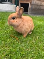 kleurdwerg rammelaar, Dieren en Toebehoren, Konijnen, Mannelijk, Klein