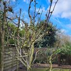 Grote vijgenboom, Tuin en Terras, Planten | Bomen, Ophalen of Verzenden