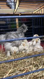 8 kuikens leg kippen te koop leghorn, Dieren en Toebehoren, Pluimvee