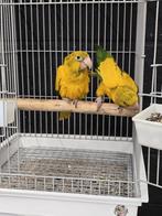Tamme jonge Goudparkieten- Guaruba Guarouba getest op, Dieren en Toebehoren, Meerdere dieren, Papegaai, Geringd