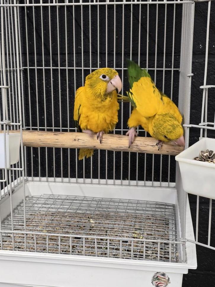 Tamme jonge Goudparkieten- Guaruba Guarouba getest op, Dieren en Toebehoren, Vogels | Parkieten en Papegaaien, Papegaai, Meerdere dieren