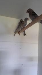 barmsijzen, Dieren en Toebehoren, Vrouwelijk, Wildzangvogel, Geringd