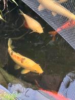 Koi Taisho sanke 60 cm