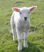 GRATIS LAMMETJE OP TE HALEN, Dieren en Toebehoren