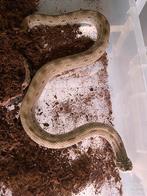 2019 vrouw conda het sable, Dieren en Toebehoren, Reptielen en Amfibieën, Slang, Tam, 3 tot 6 jaar