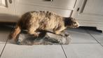 Opgezette marmot, Ophalen
