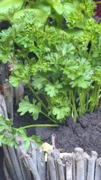peterselie,  basilicum, bieslook,  oregano, citroenmelisse, Tuin en Terras, Planten | Tuinplanten, Ophalen