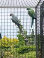 Man halsband blauw pallid/wk, Dieren en Toebehoren, Vogels | Parkieten en Papegaaien, Mannelijk, Parkiet, Geringd