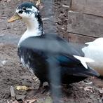 Hollandse kwaker eend vrouw, Dieren en Toebehoren, Pluimvee, Eend