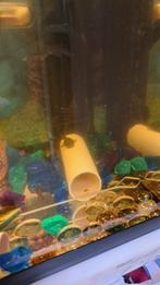 Ancistrus algeneter ( donkere ) Het is voor de rappe nog 2, Dieren en Toebehoren, Vissen | Aquariumvissen, Vis, Zoetwatervis