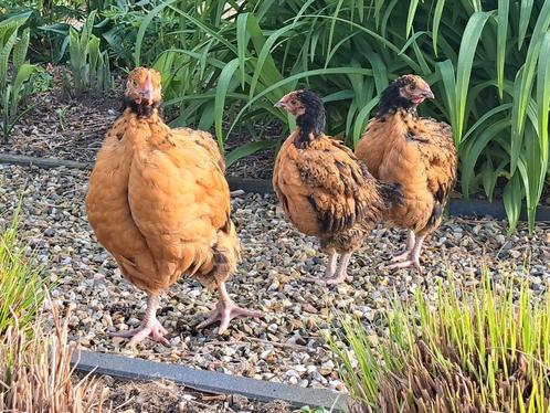 Jonge Orpington haantjes (groot type), Dieren en Toebehoren, Pluimvee, Kip, Mannelijk