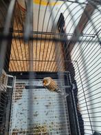 Distelvink x kanarie, Dieren en Toebehoren