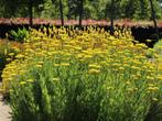 Achillea 'Cloth of gold', Tuin en Terras, Planten | Tuinplanten, Ophalen, Vaste plant, Bodembedekkers