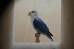 Agapornis - Blauw (opaline - euwing), Dieren en Toebehoren, Vrouwelijk, Dwergpapegaai of Agapornis, Geringd