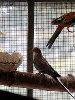 Princess off wales, Dieren en Toebehoren, Vogels | Parkieten en Papegaaien, Parkiet, Geringd