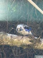Jonge blauwe penant, Dieren en Toebehoren, Vogels | Parkieten en Papegaaien