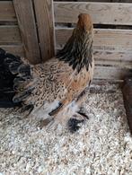 brahma hennen LAATSTE (40 hennen ) ACTIE 4+1 GRATIS, Dieren en Toebehoren, Vrouwelijk, Kip