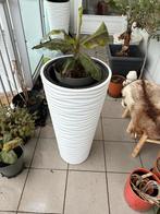 2 Moderne Witte Plantenbakken – 75+cm – Licht & Strak Design, Tuin en Terras, Ophalen, Zo goed als nieuw, Kunststof, Binnen