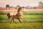 Verschillende pony’s te koop, Dieren en Toebehoren, Pony's, Niet van toepassing, A pony (tot 1.17m), Meerdere dieren, Recreatiepony