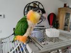 Handtamme caique, Dieren en Toebehoren, Tam