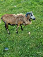 Schaap, ram, Dieren en Toebehoren, Schapen, Geiten en Varkens, Schaap