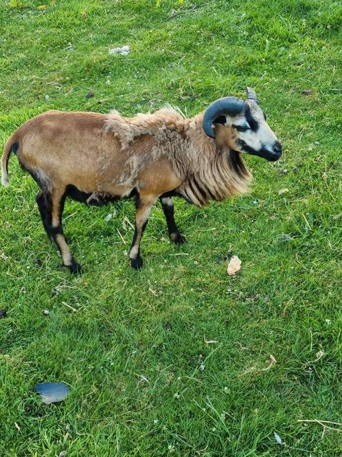 Schaap, ram, Dieren en Toebehoren, Schapen, Geiten en Varkens, Schaap