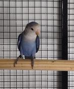 Dwergpapegaai Roseicolle, Dieren en Toebehoren, Geslacht onbekend, Dwergpapegaai of Agapornis, Geringd