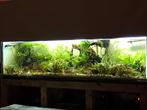 Aquarium 200x65x45, Dieren en Toebehoren, Ophalen, Gebruikt, Gevuld zoetwateraquarium