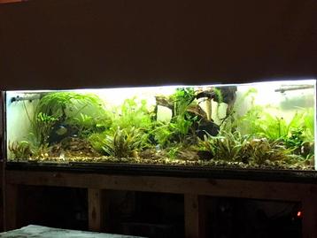 Aquarium 200x65x45 beschikbaar voor biedingen